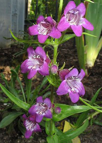 Penstemon x mexicali 'Pikes Peak Purple'